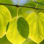 Associer l'Arbre à caramel ou Cercidiphyllum