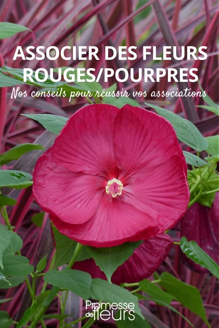 associer des fleurs rouges pourpres