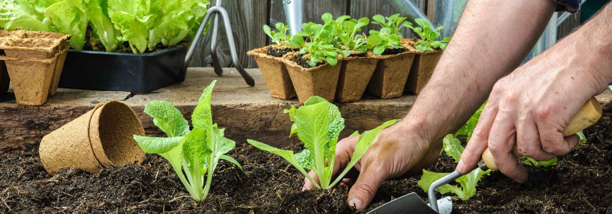 Que faire au jardin en avril ?