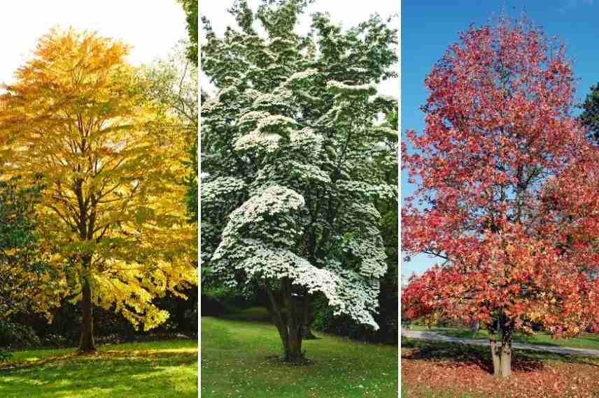 associer arbre au caramel avec arbres