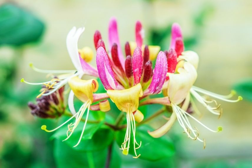 beau chèvrefeuille des jardins, belle fleur de chèvrefeuille, chèvrefeuille bicolore