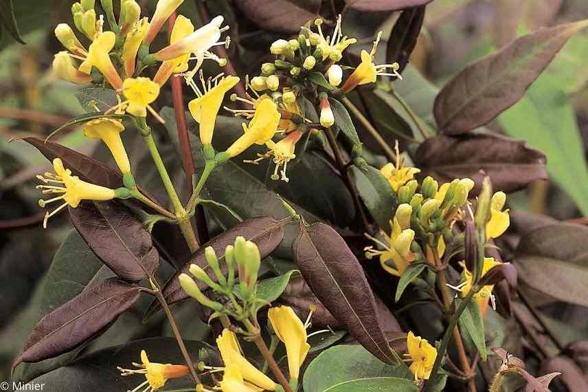 beau chèvrefeuille de henry, chèvrefeuille à feuillage coloré