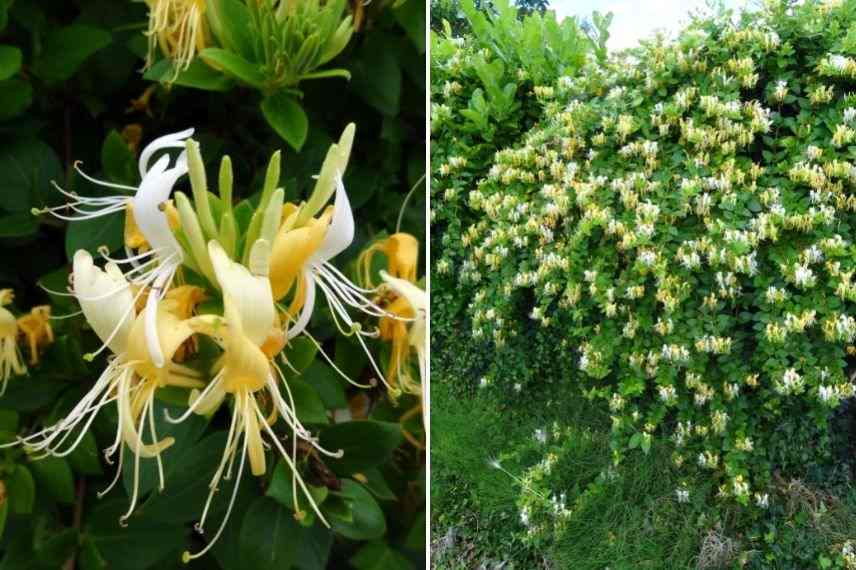 chèvrefeuille du japon très florifère