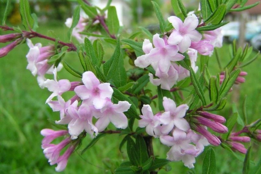 chèvrefeuille lilas, chèvrefeuille très parfumé