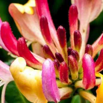 Chèvrefeuille : les plus belles variétés