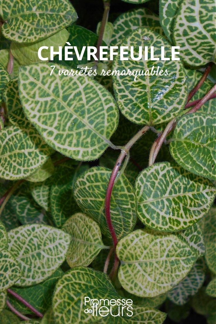 chevrefeuille, variétés remarquables