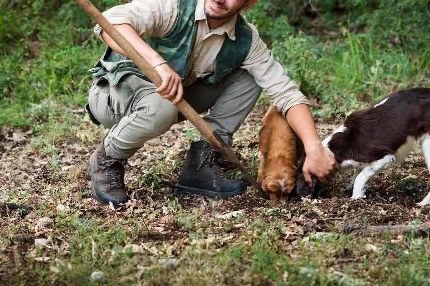 cavage, chien pour recherche de truffes