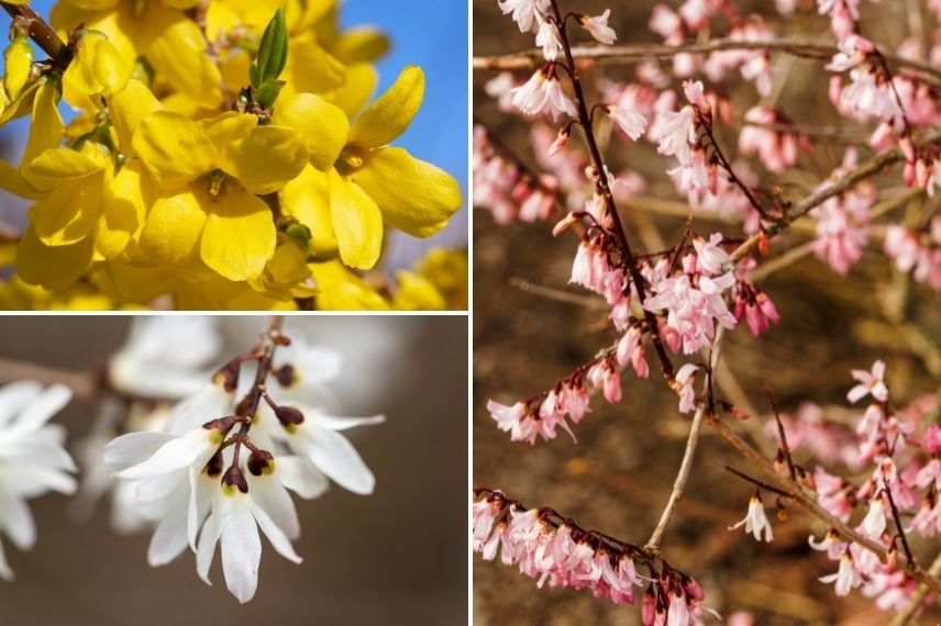 couleur des fleurs de forsythia, forsythia floraison