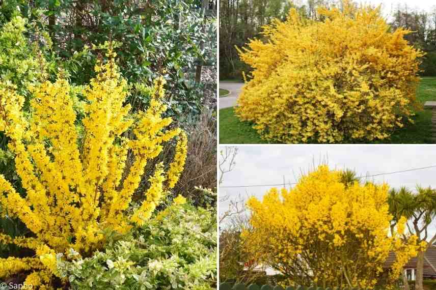 dimension forsythia, petit forsythia, forsythia géant