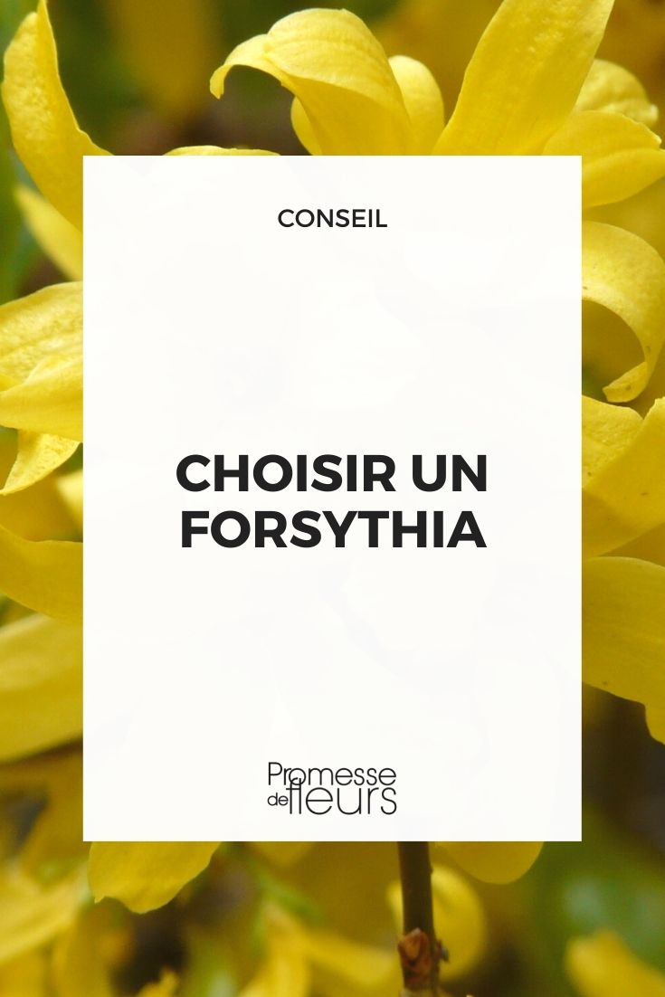 choisir un forsythia