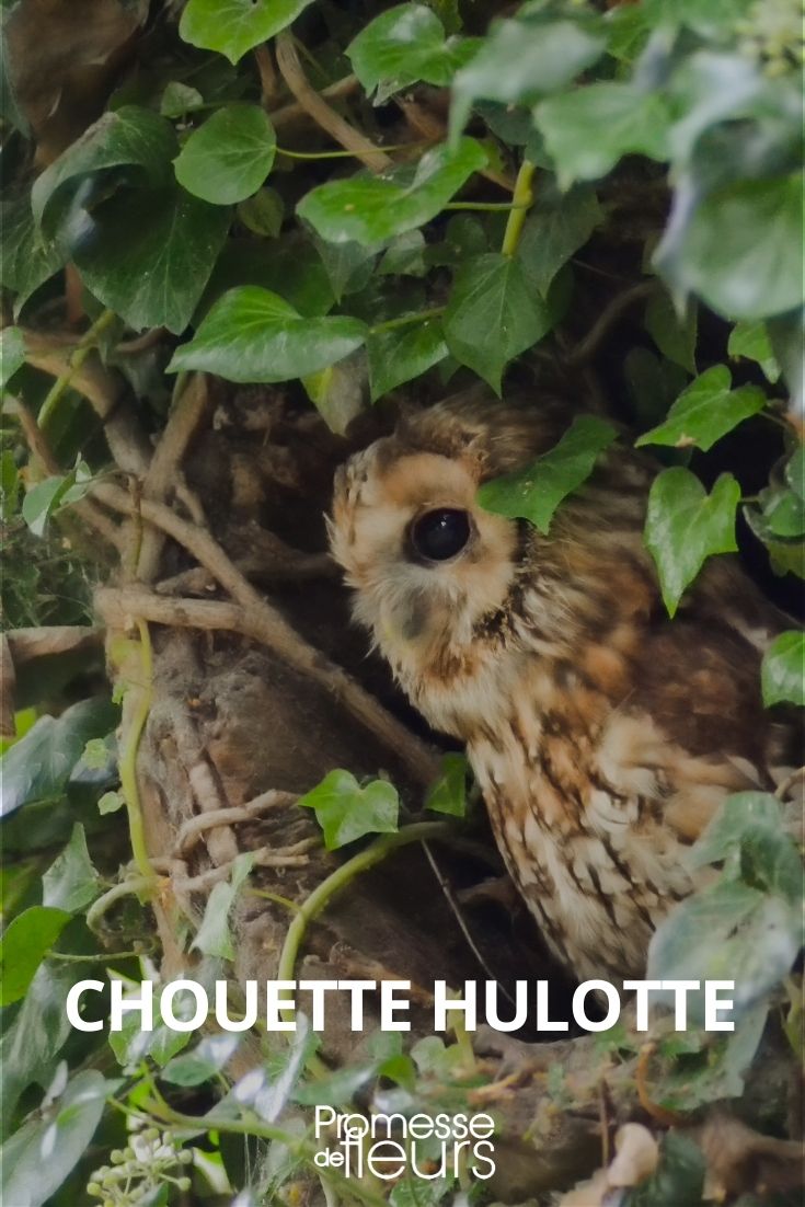 chouette hulotte