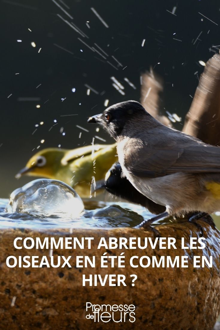 abreuver les oiseaux en été et en hiver : nos conseils