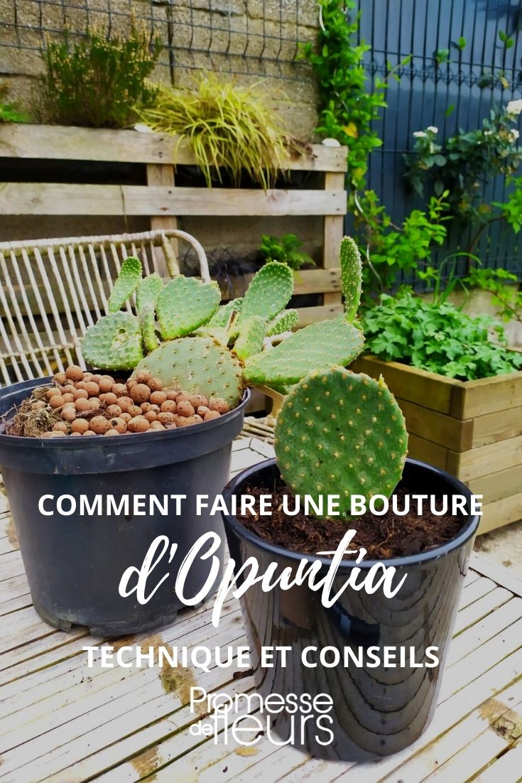 comment faire une bouture d'opuntia