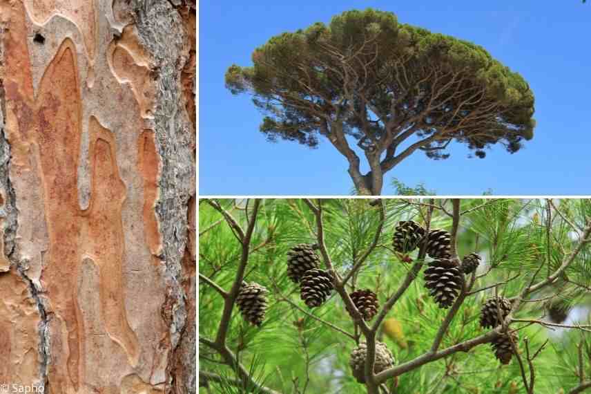 quel arbre pour pignons de pin, pin parasol pignons de pin