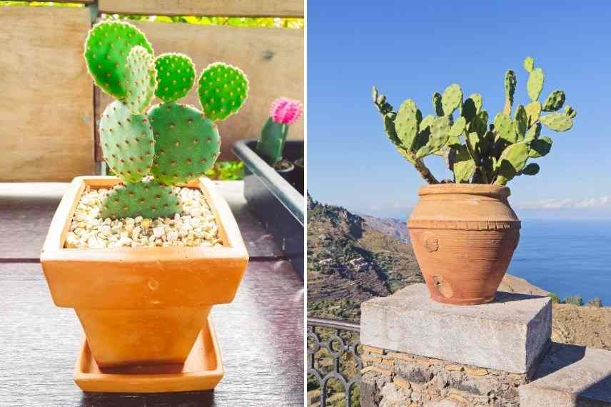 cactus raquette en pot, quel pot pour l'opuntia