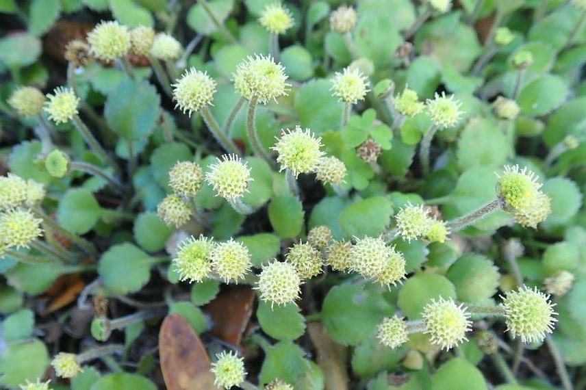 Comment cultiver la Leptinella en pot