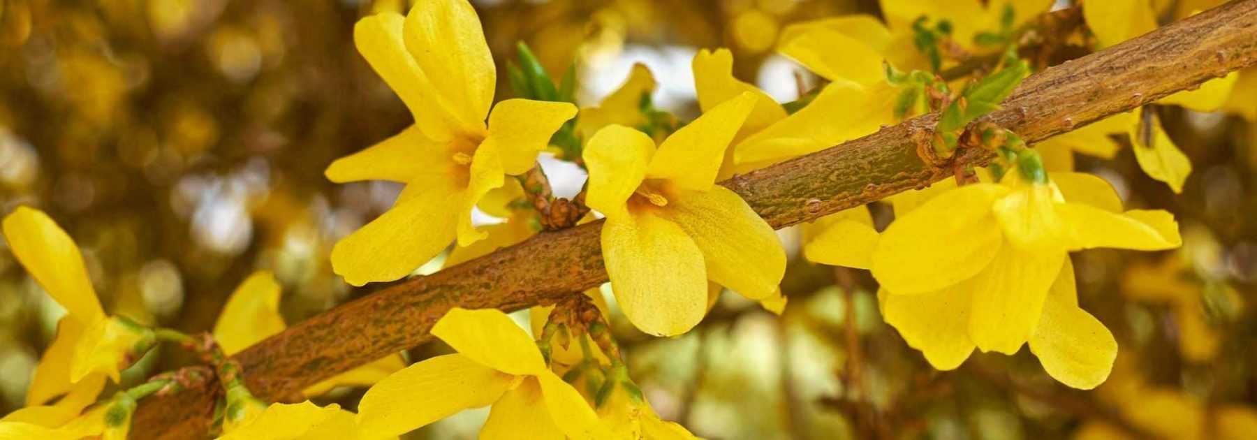 Choisir un forsythia