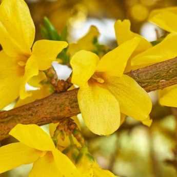 Choisir un forsythia