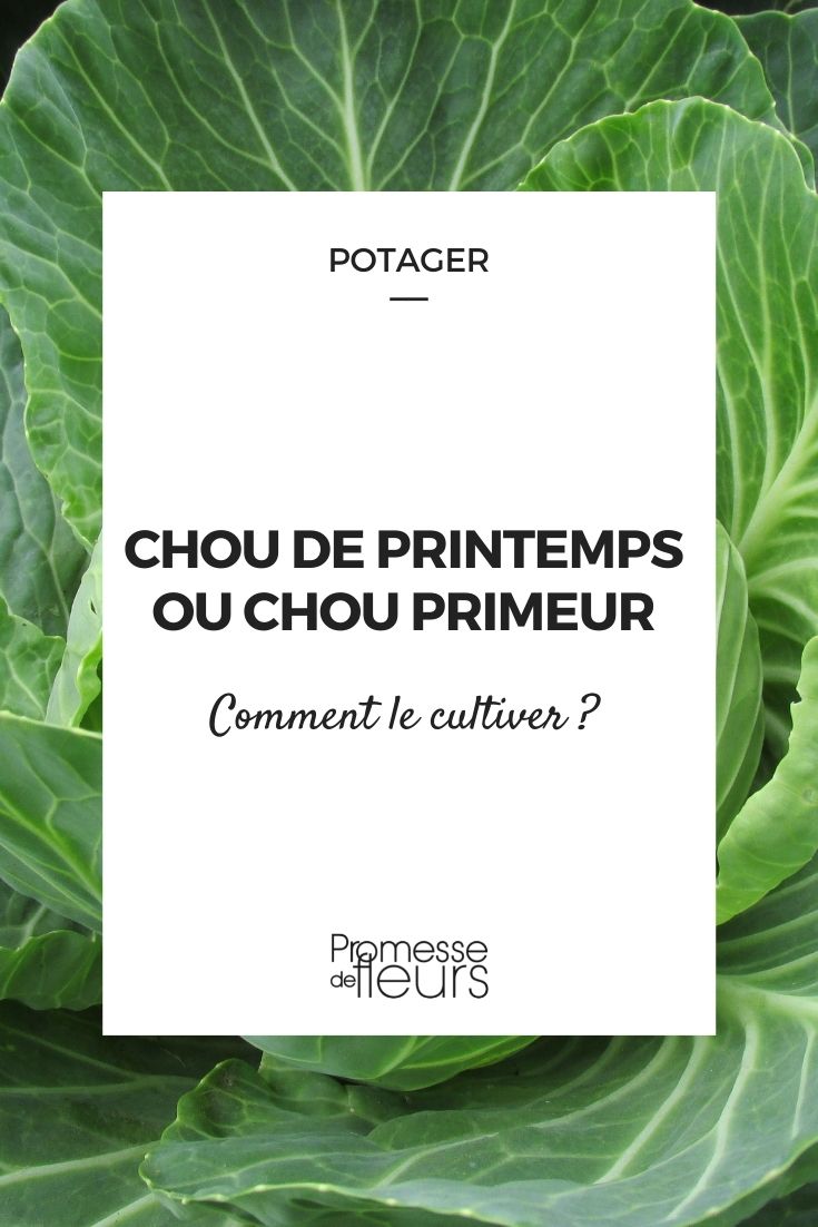 cultiver chou de printemps, chou primeur