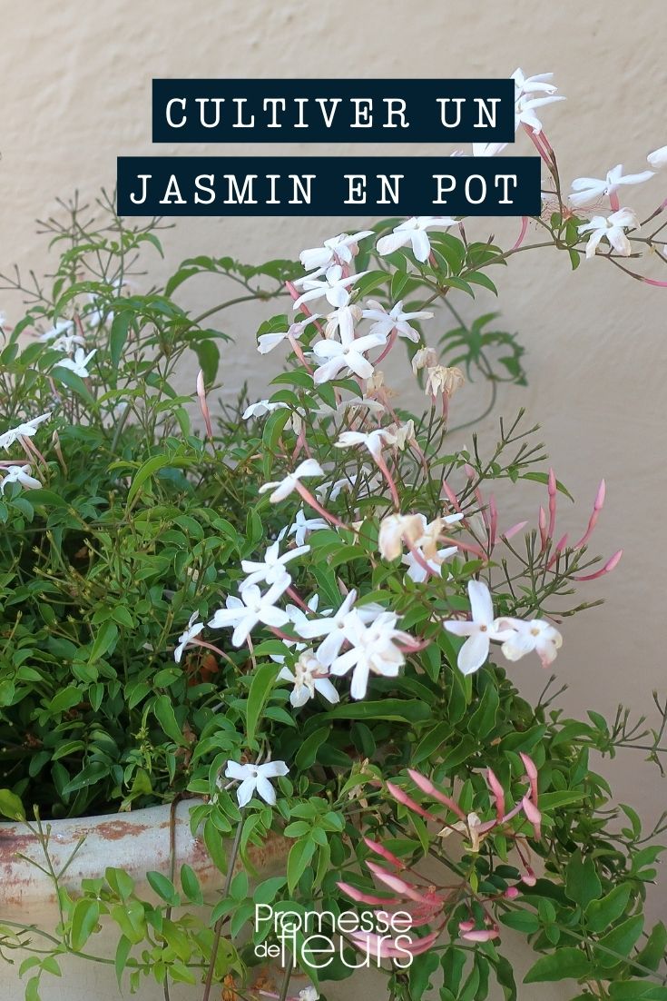 culture jasmin jasminum pot bac