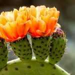 Cultiver un Opuntia en pot