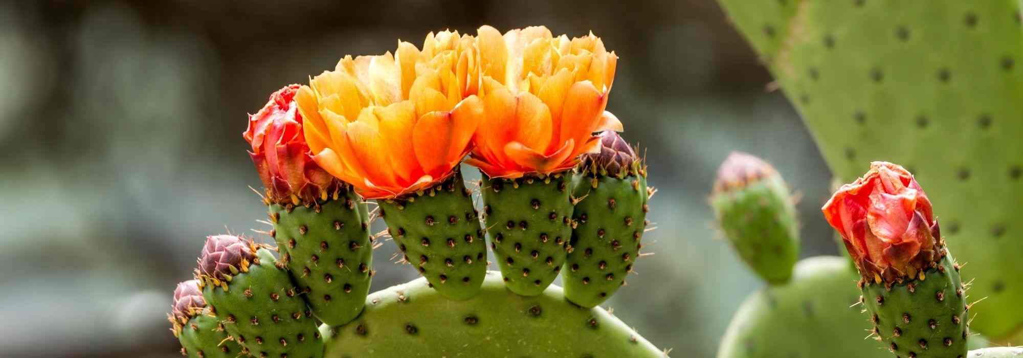 Cultiver un Opuntia en pot