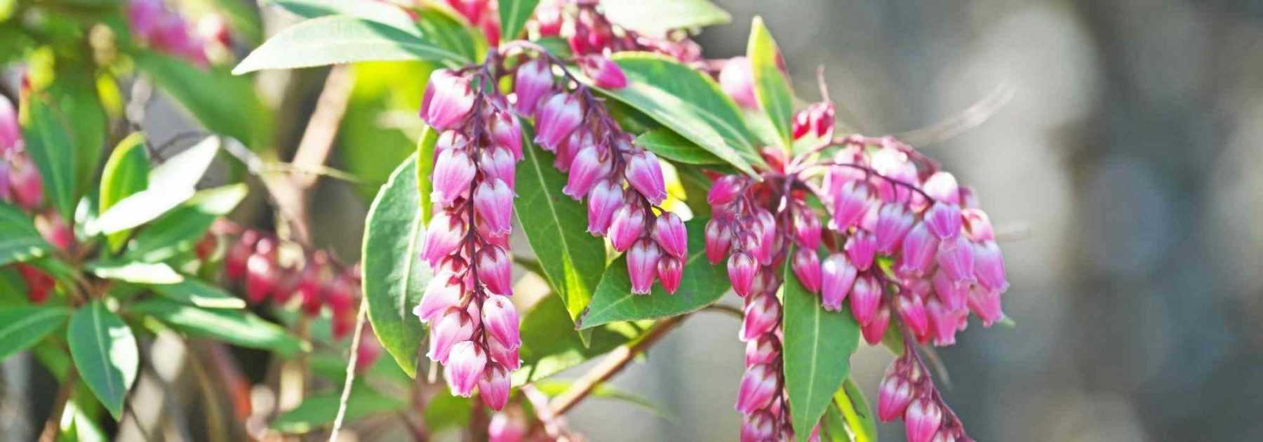 Cultiver un Pieris en pot