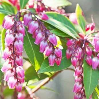 Cultiver un Pieris en pot