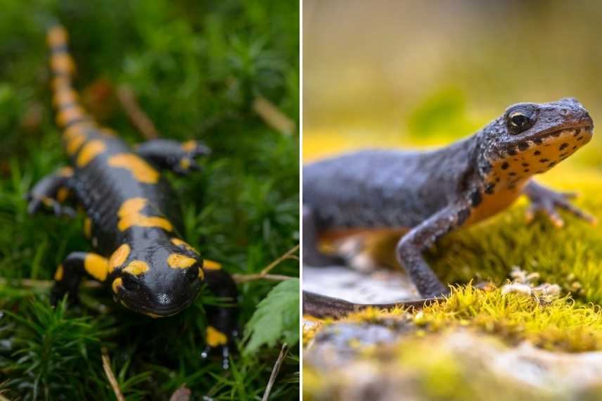 Salamandre tachetée ,salamandre commune, salamandra salamandra