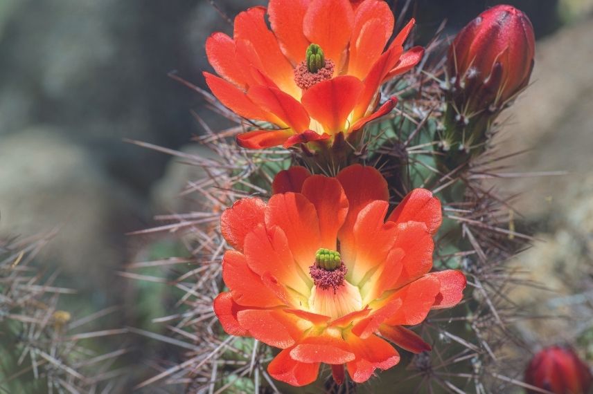 arroser opuntia en pot, arrosage opuntia