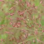 Eragrostis - Herbe d'amour : planter, cultiver et entretenir
