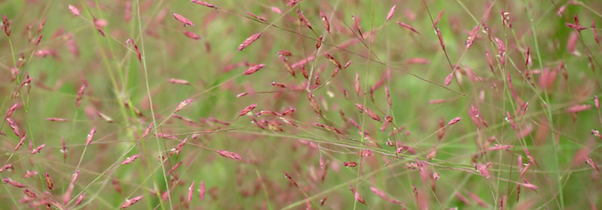 Eragrostis - Herbe d'amour : planter, cultiver et entretenir