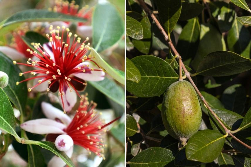 maladies et parasites feijoa Goyavier du Brésil