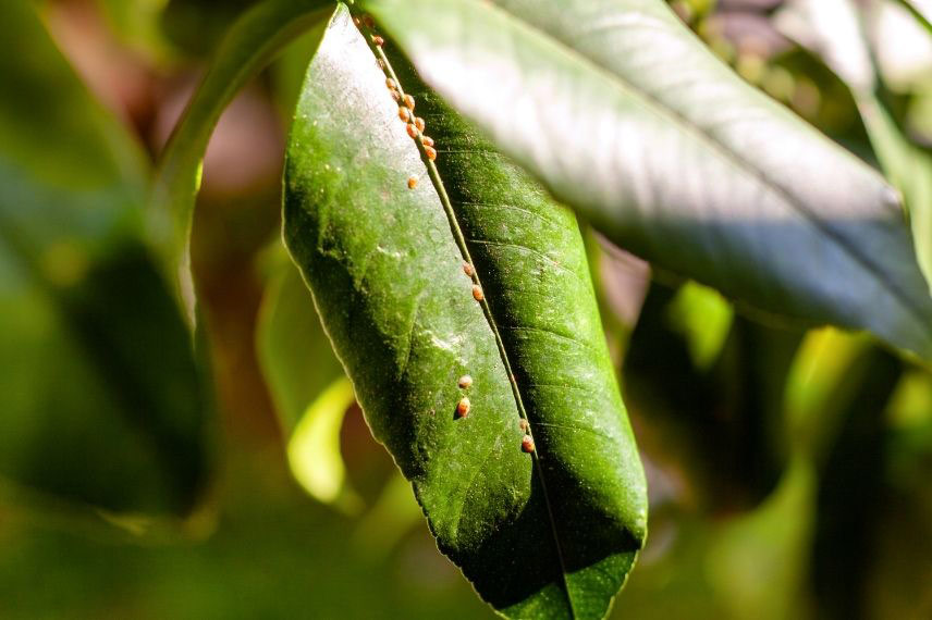 maladies et parasites feijoa Goyavier du Brésil