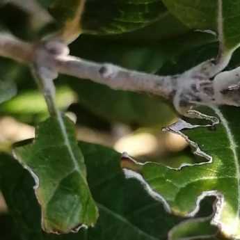 Maladies et parasites du Feijoa