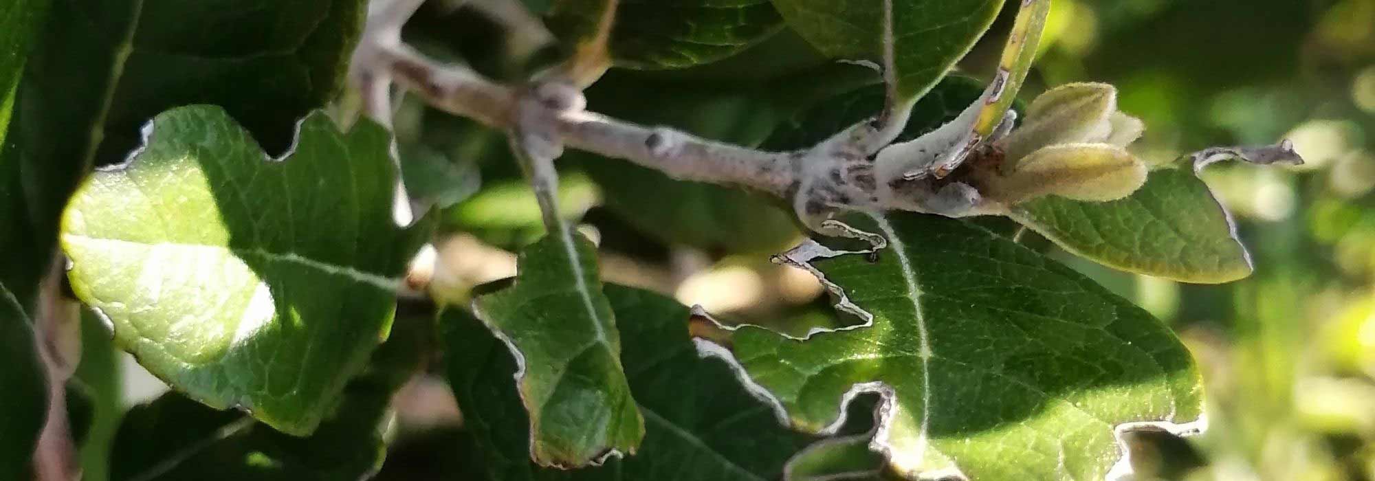 Maladies et parasites du Feijoa