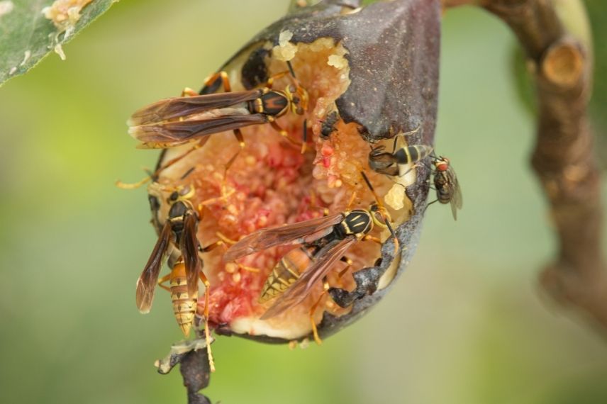 guêpe figue figuier, frelon figuier