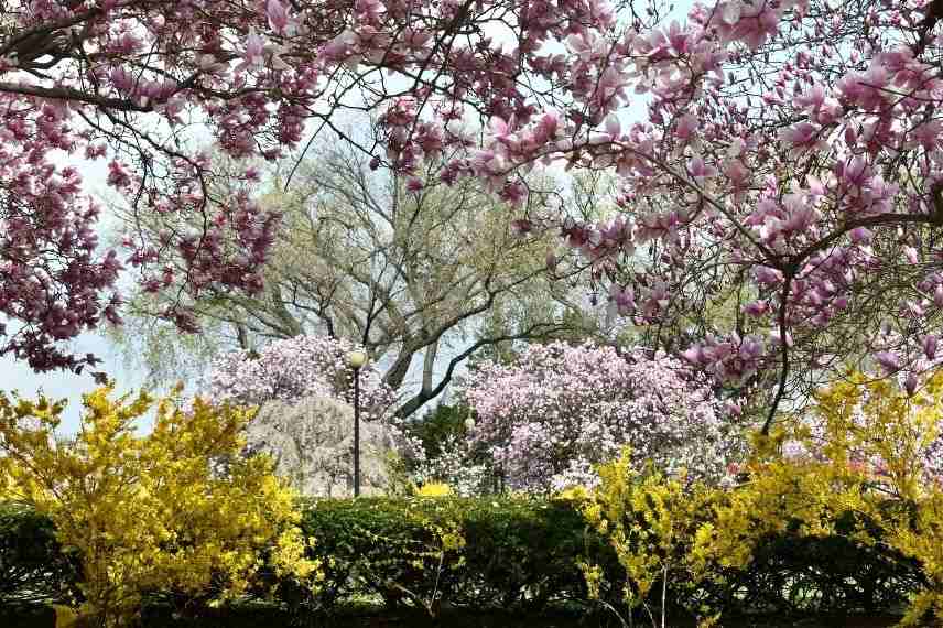 forsythia magnolia cerisier à fleurs