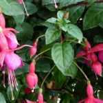 Associer un fuchsia