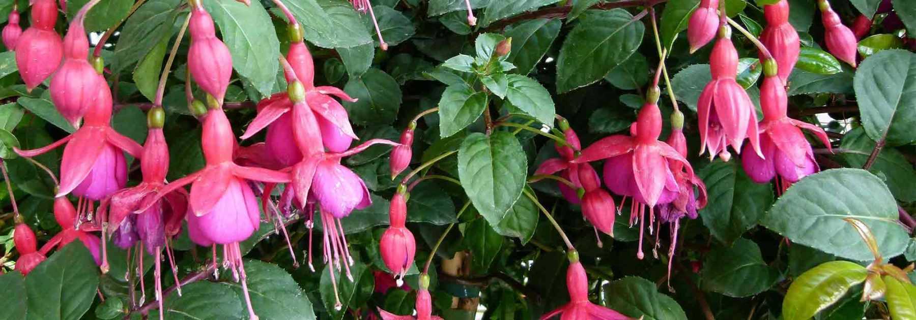 Associer un fuchsia