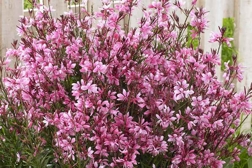 Gaura