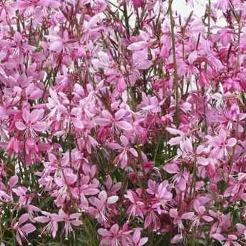 Choisir un Gaura