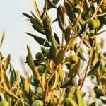 Cultiver un olivier en pot