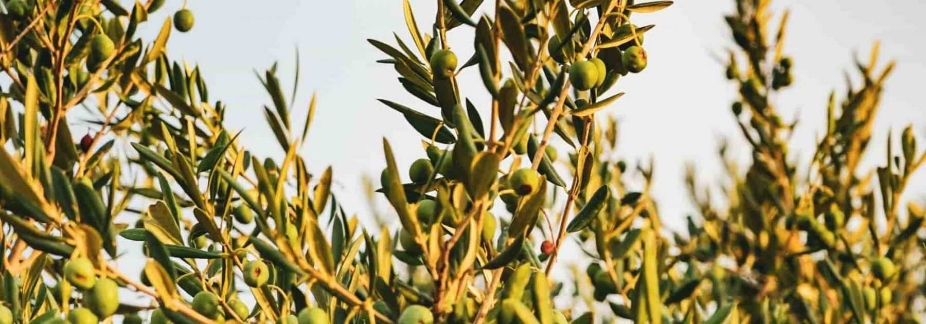 Cultiver un olivier en pot