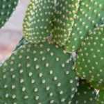 Comment soigner un opuntia ?