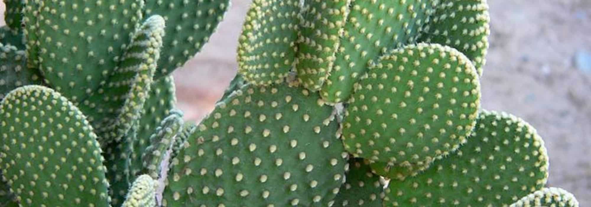 Comment soigner un opuntia ?