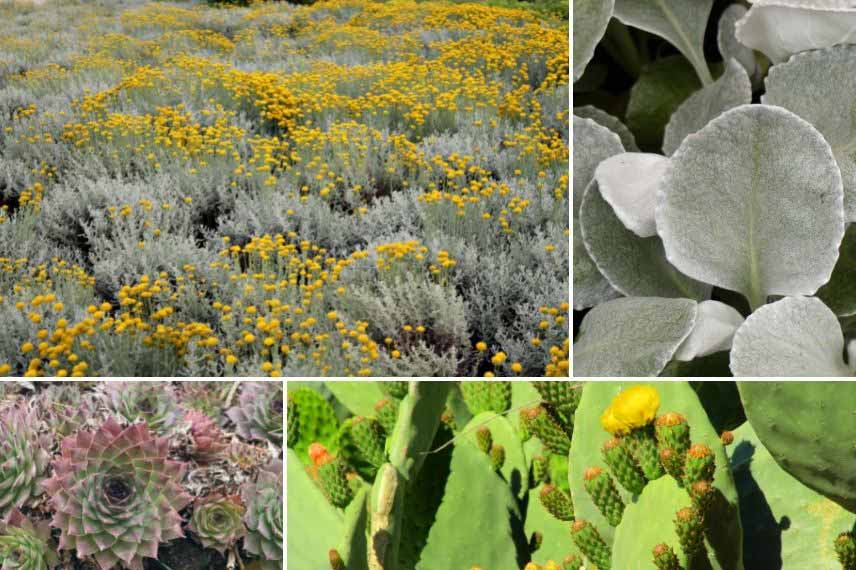 associer l’Helichrysum Helichryse immortelle