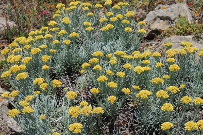 Comment multiplier l’Helichrysum