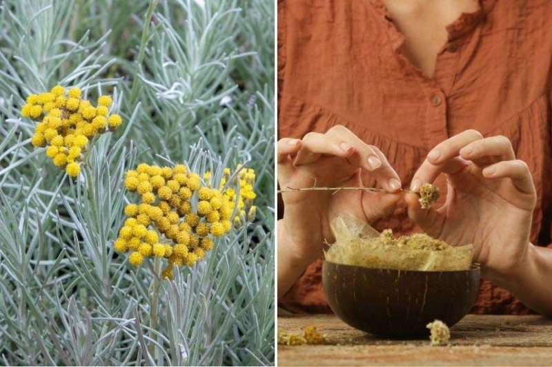 Semer l’Helichrysum ’Helichryse immortelle