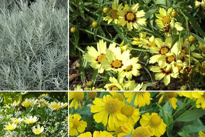 associer l’Helichrysum Helichryse immortelle